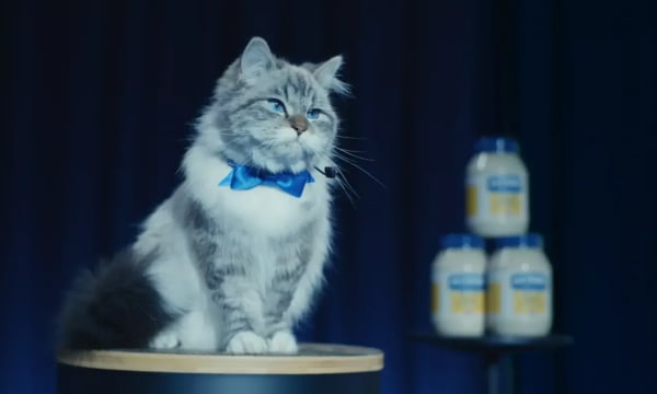 Mayo Cat