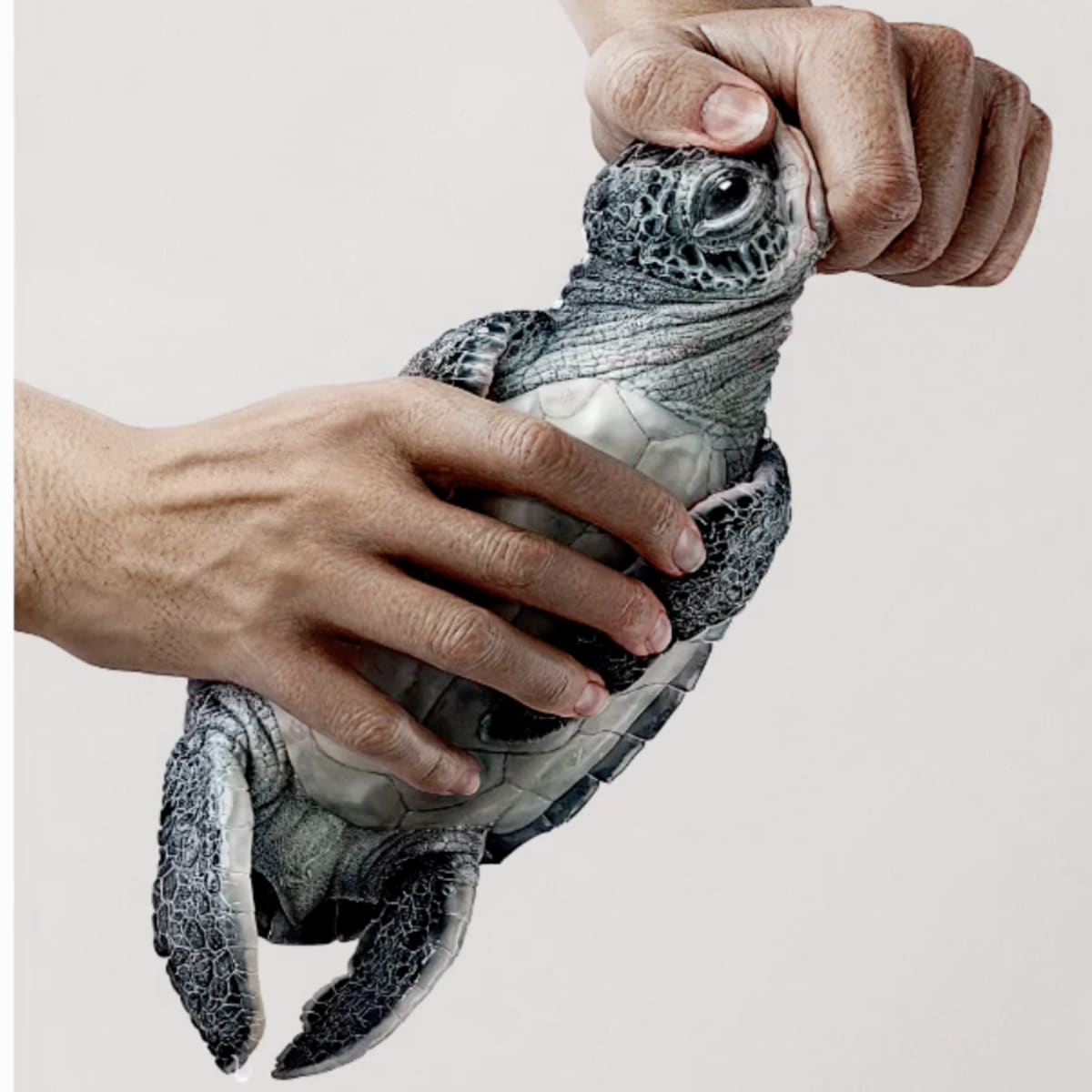 Twisting of an animal's neck to simulate how one opens a plastic bottle