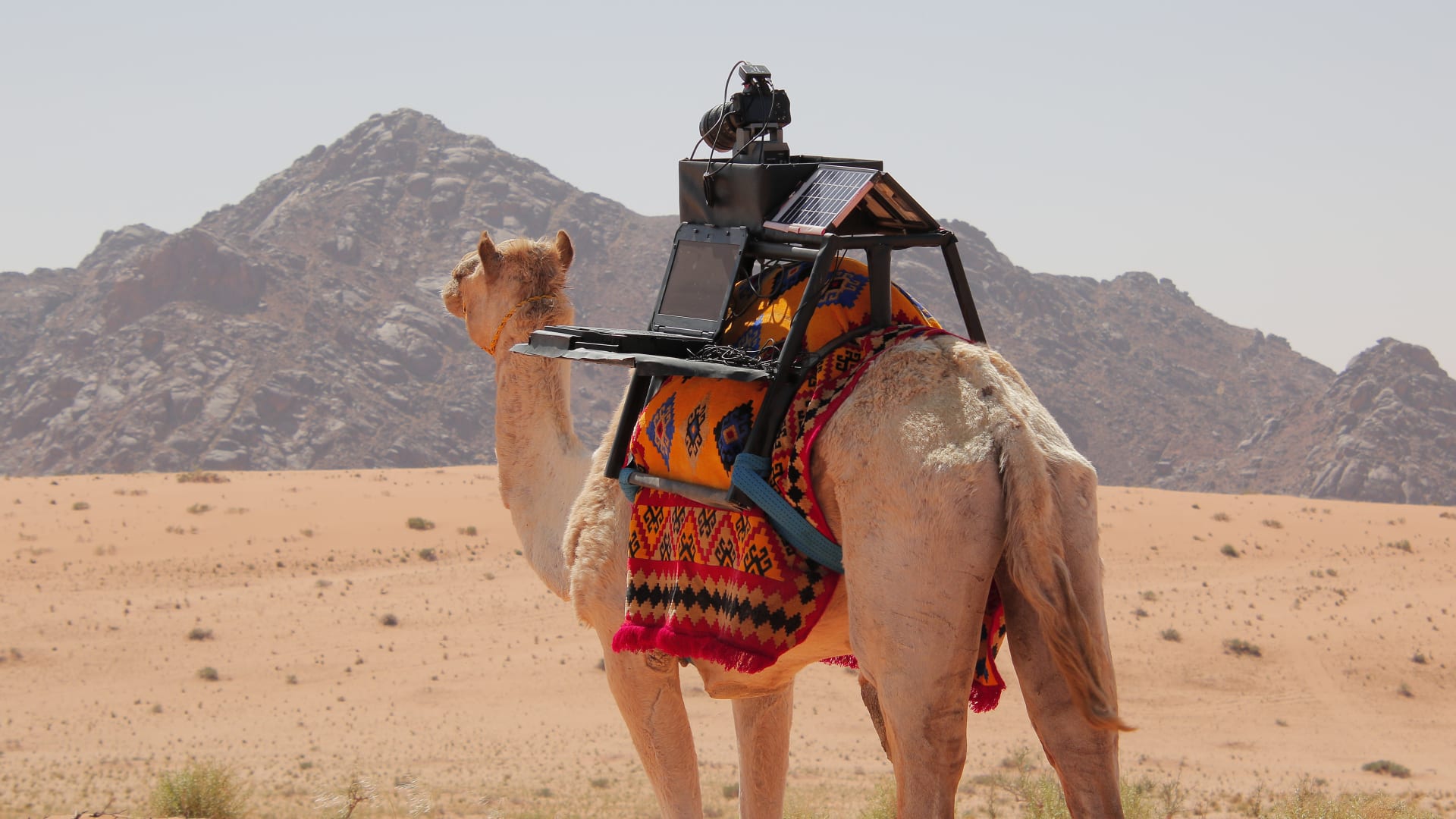 camel in the desert with camera on his back