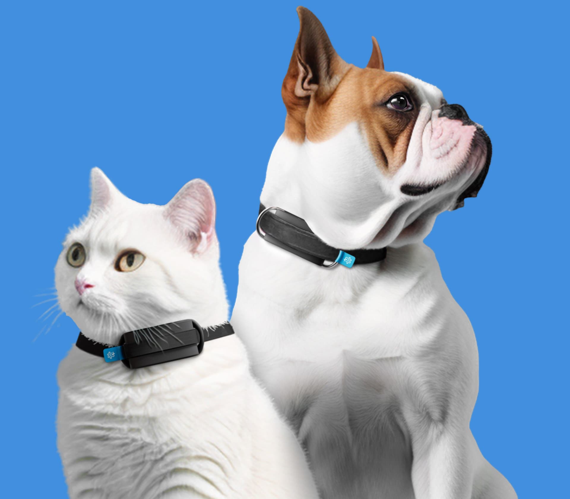 A white cat and a white and brown bulldog wearing smart collars agsinst a blue background