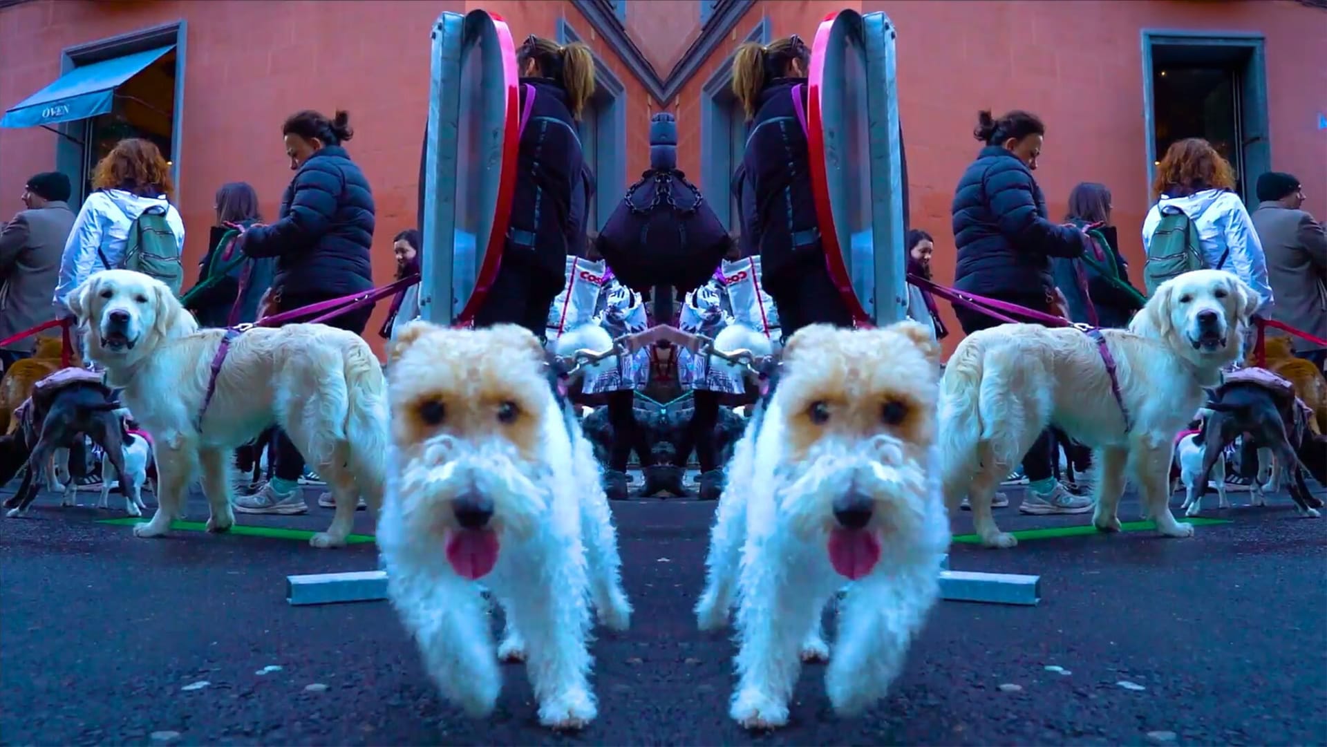 HERO Dog TV3