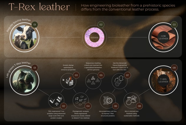 T Rex leather infographic