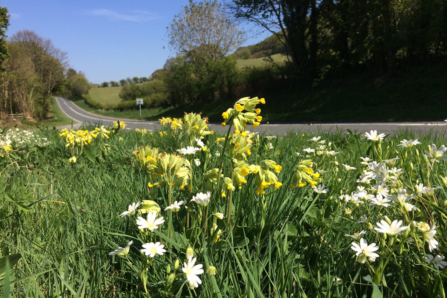 WEB Cowslips and Greater Stitchwort 2 c Trevor Dines Plantlife