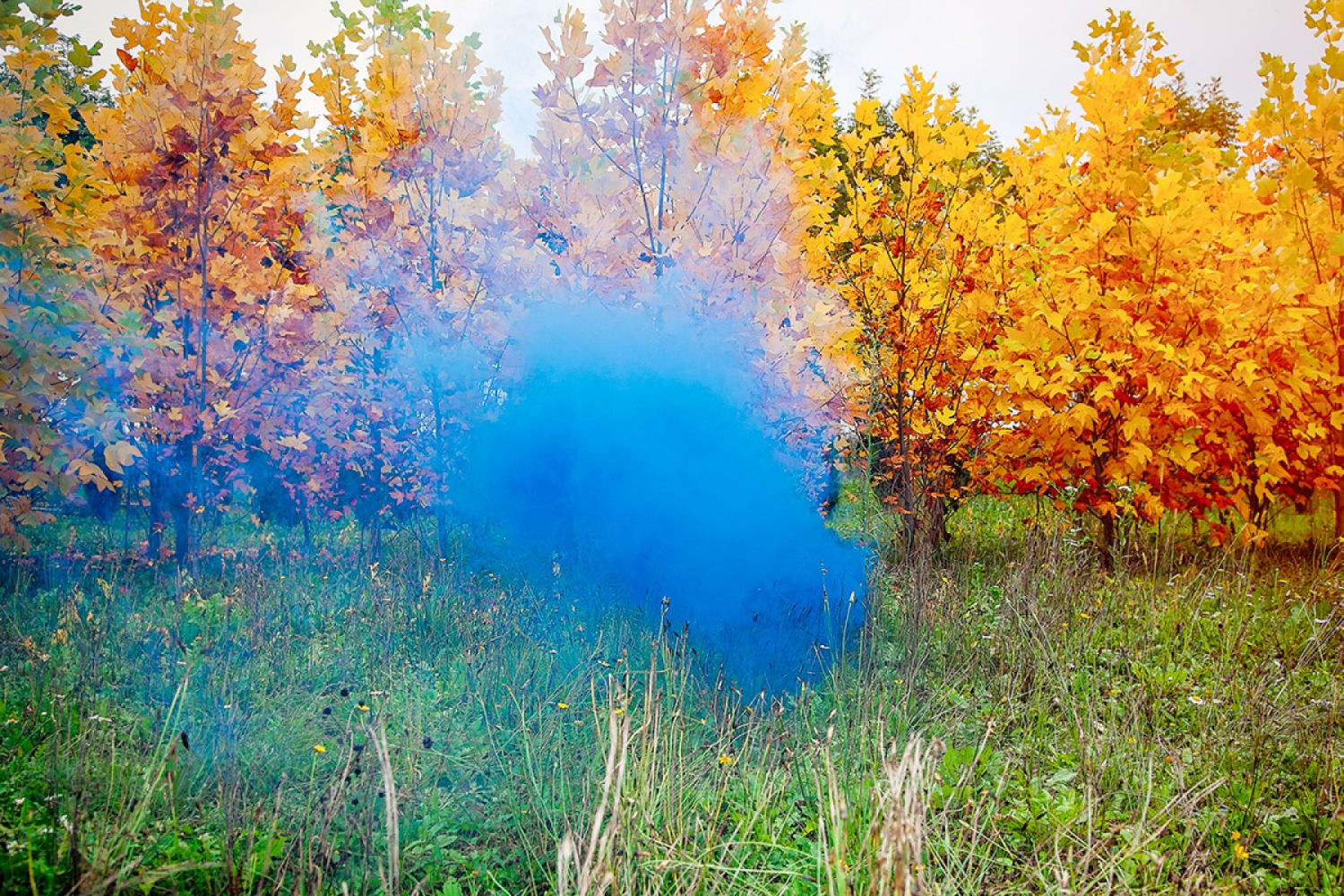 WEB 7 Filippo Minelli Shape D Z 2012 Ed 1 50