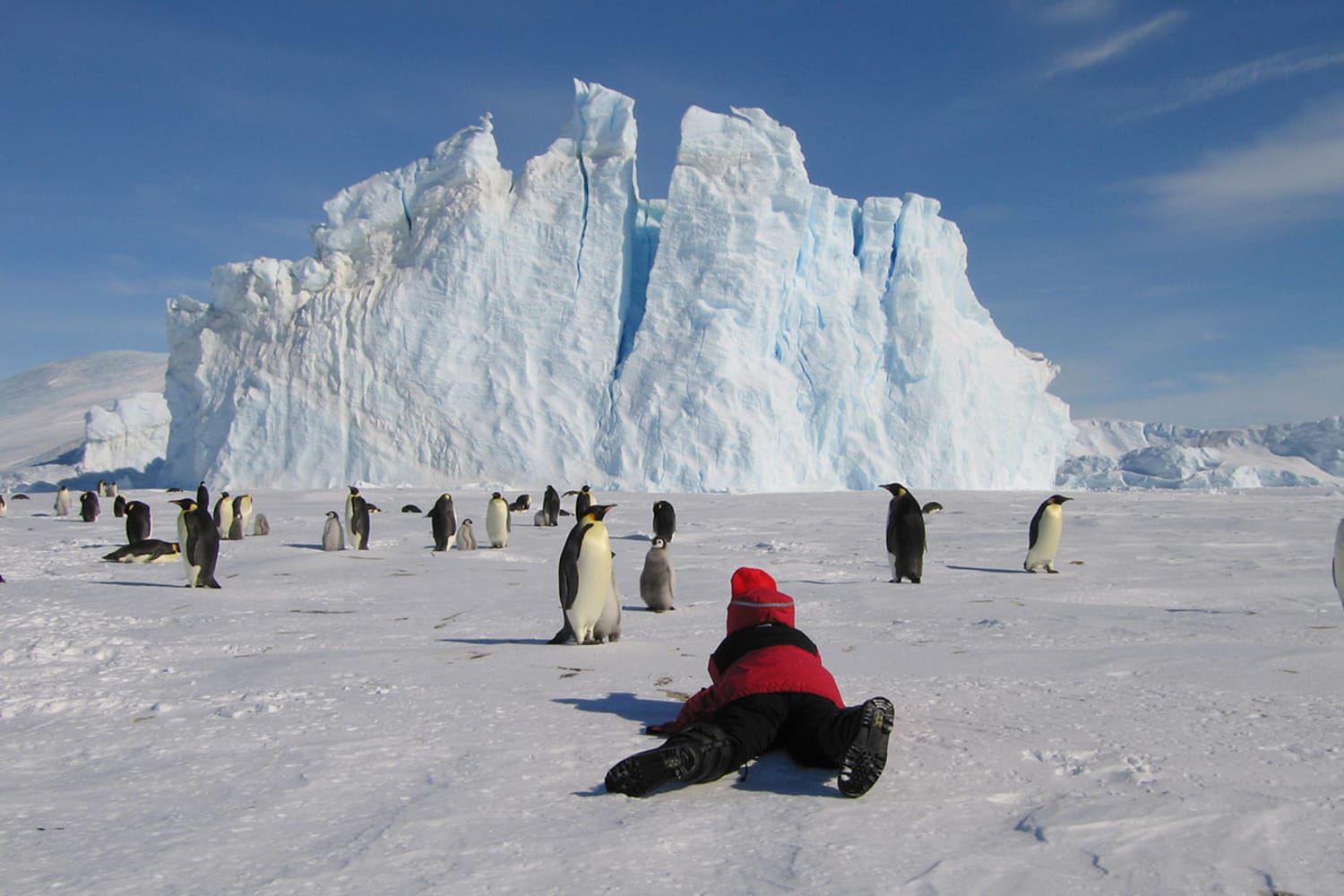 WEB Credit Antarctic Logistics Baby Adelie Penguins Up Close and Personal