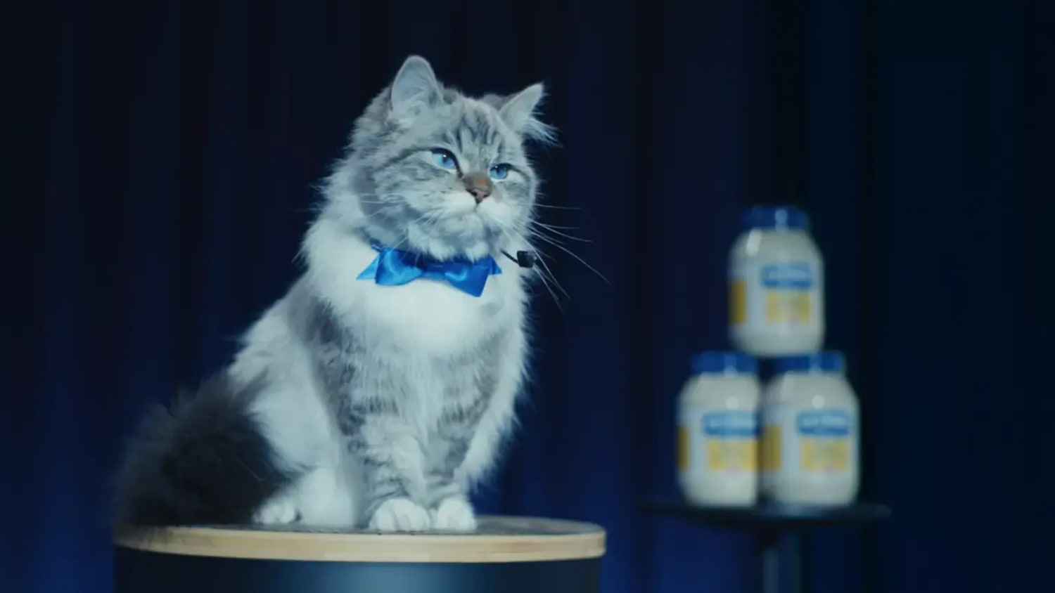 Mayo Cat