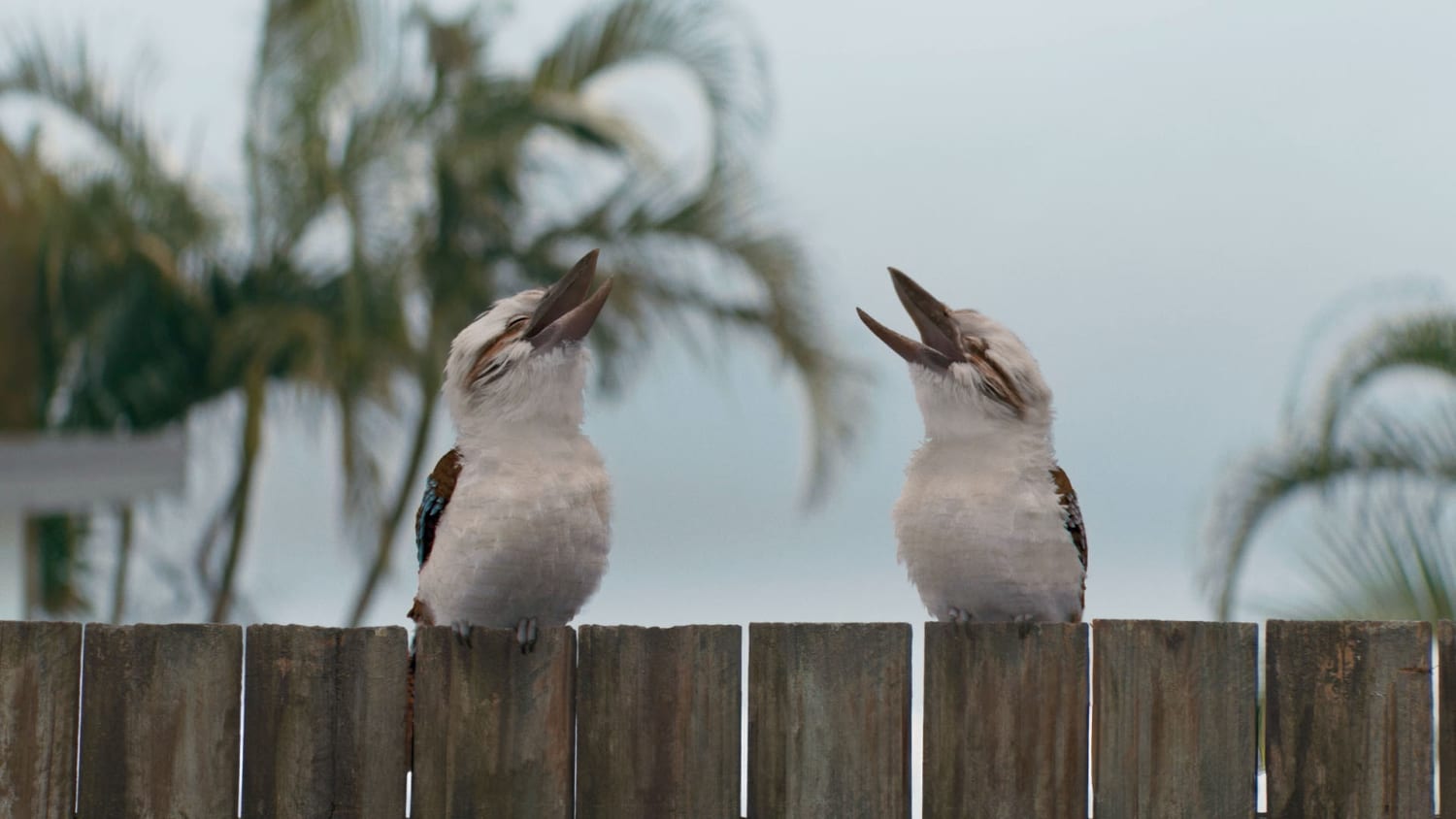 RACQ Kookas