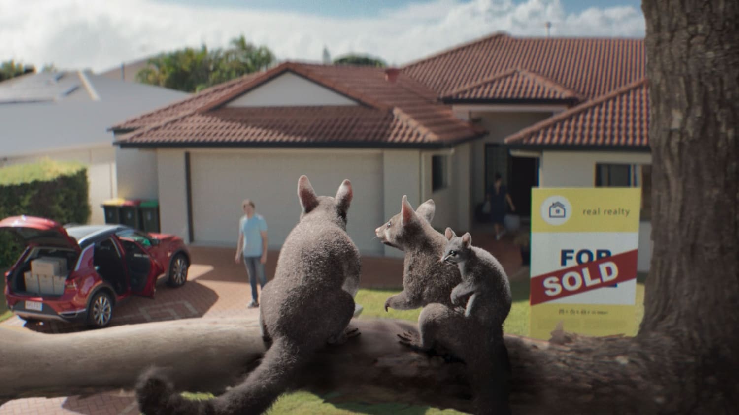 RACQ Possums