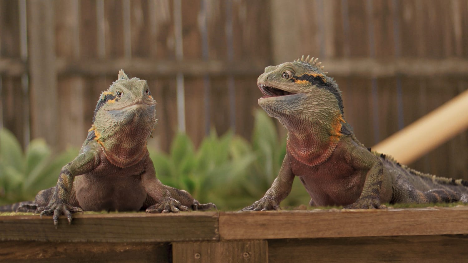 RACQ Water Dragons