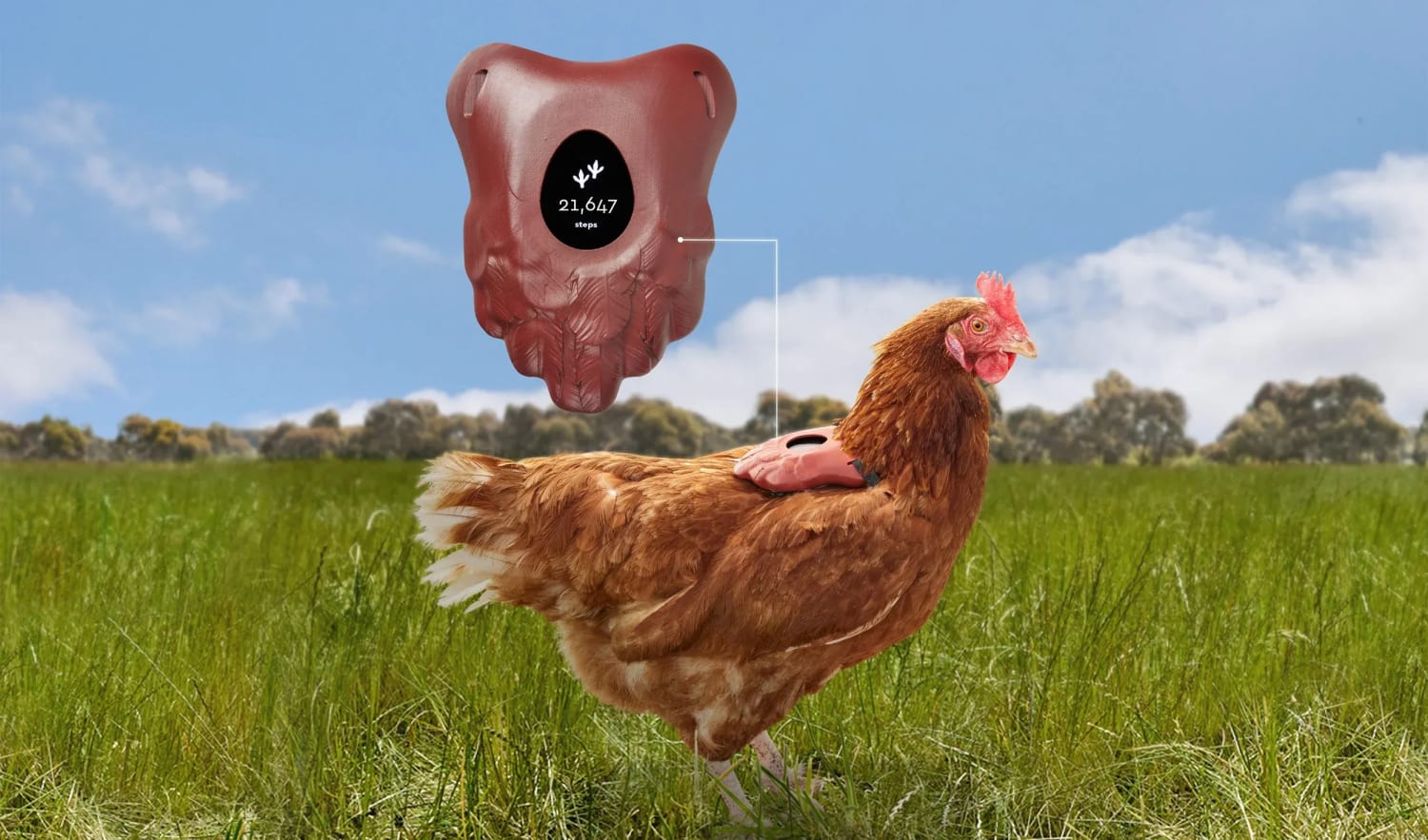 FitChix Chicken Tracker