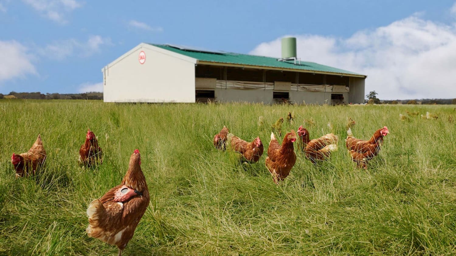 Chickens on Honest Eggs Co farm land