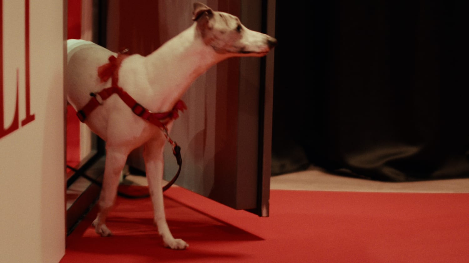 A dog entering into the room