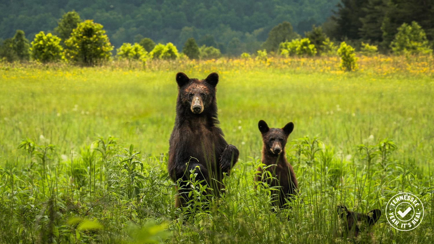 TDTD Jared Kreiss Bears in Smokies