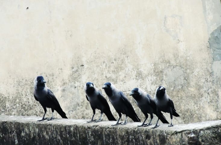 Five crows on a wall.
