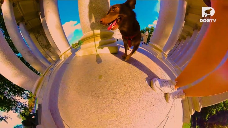 DogTV