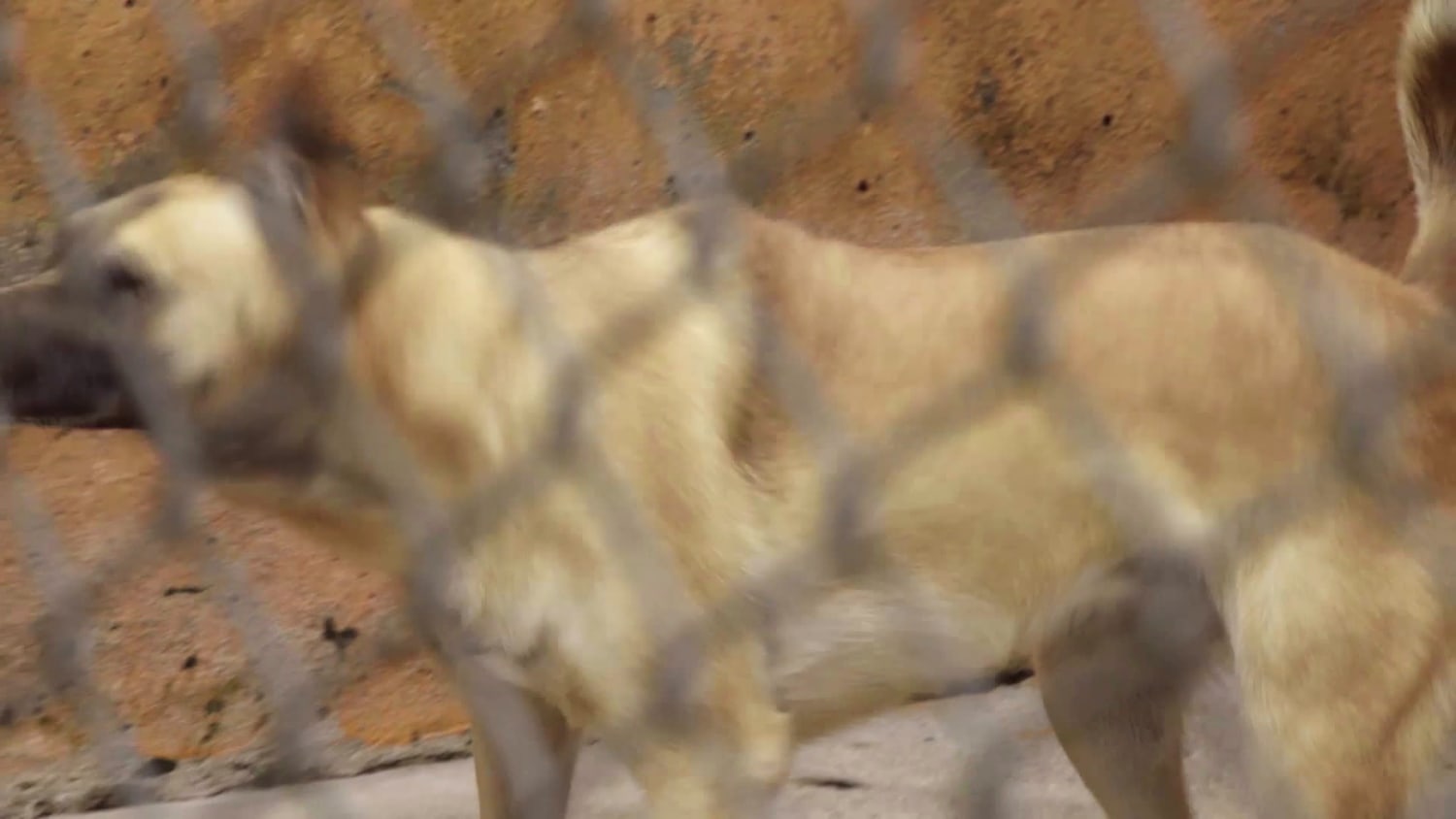 Wunderman Thompson Sao Paulo WORK Gud Rescue Dogz videocase