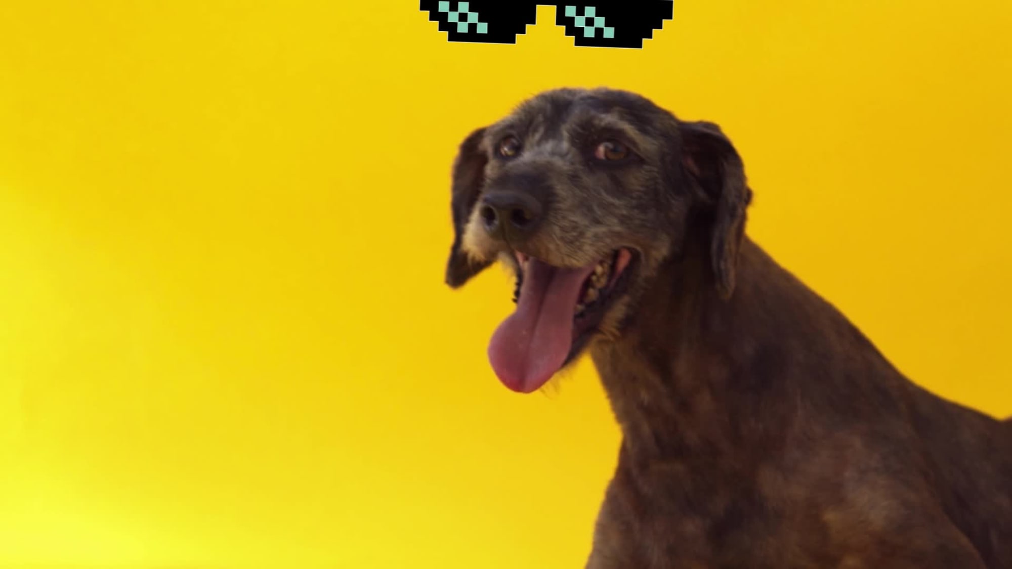Wunderman Thompson Sao Paulo WORK Gud Rescue Dogz videocase