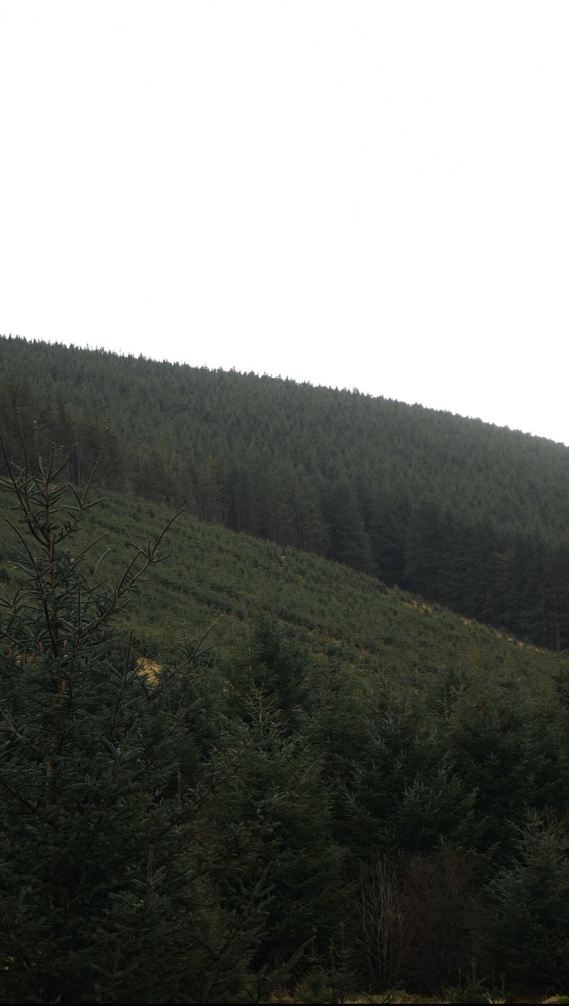 Background Image 3