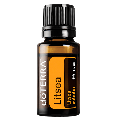 Litsea
