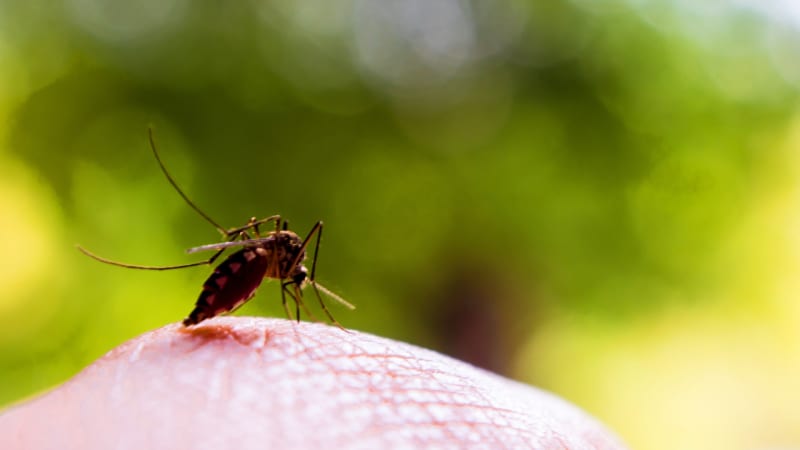 Hogyan tartsuk távol a rovarokat? Természetes rovarriasztás doTERRA esszenciális olajokkal