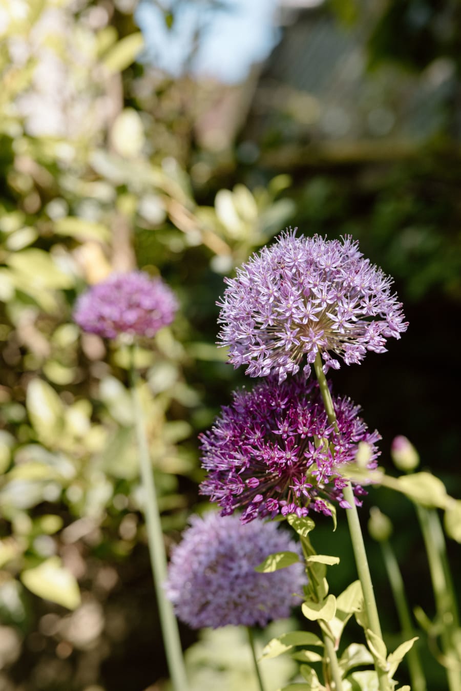 Alliums in flower in the garden borders, Clock Barn, Whitchurch