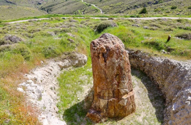 Petrified Forest