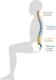 Lumbar-Support