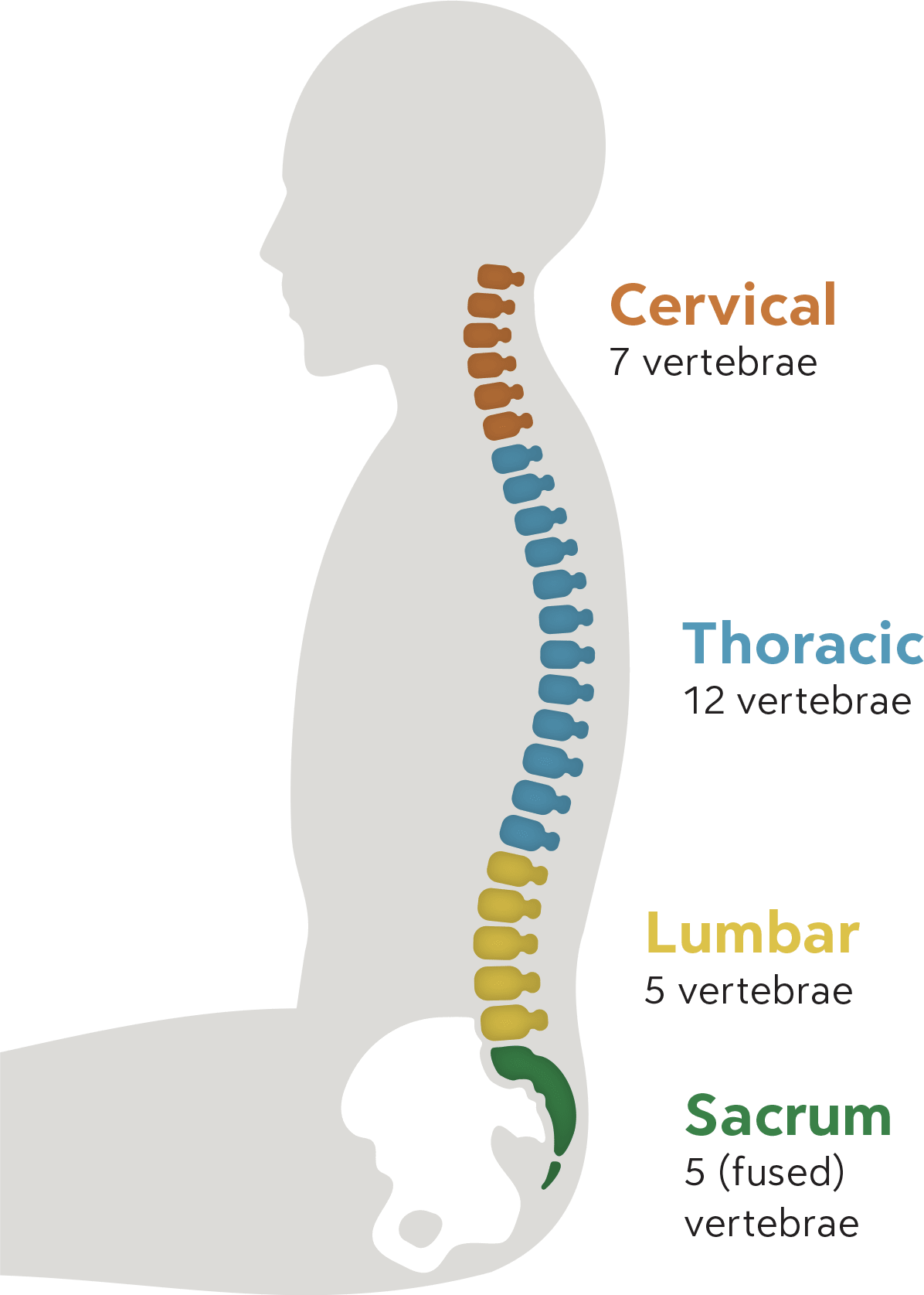 Preview image for How To Sit In Good Posture- The Biomechanics