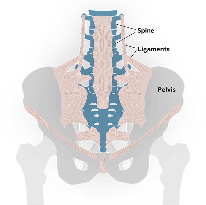 spine-img