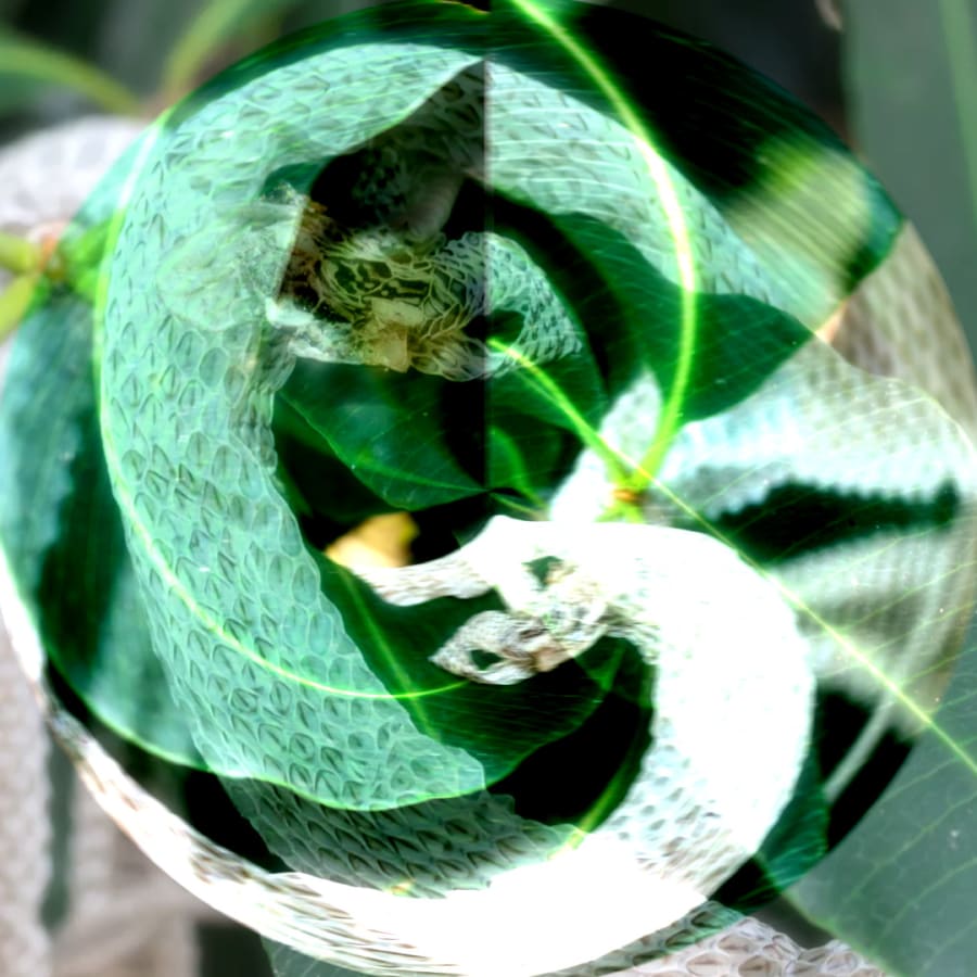 Ecdysis 12