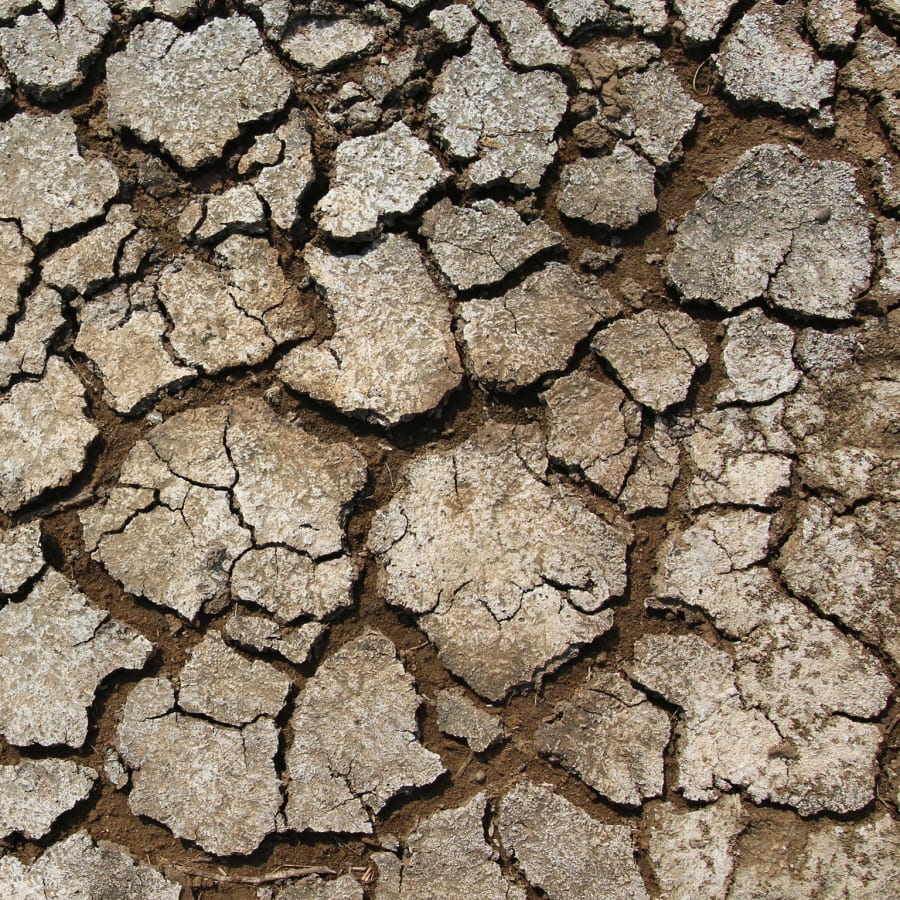 rhythmic visions faustin lola edo