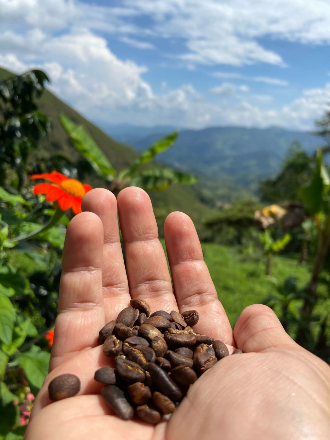 Tour del Café - Experiencia en San Rafael | Binntu