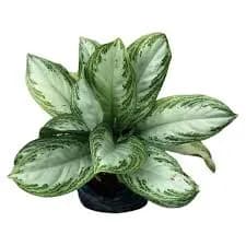 Aglaonema Patico