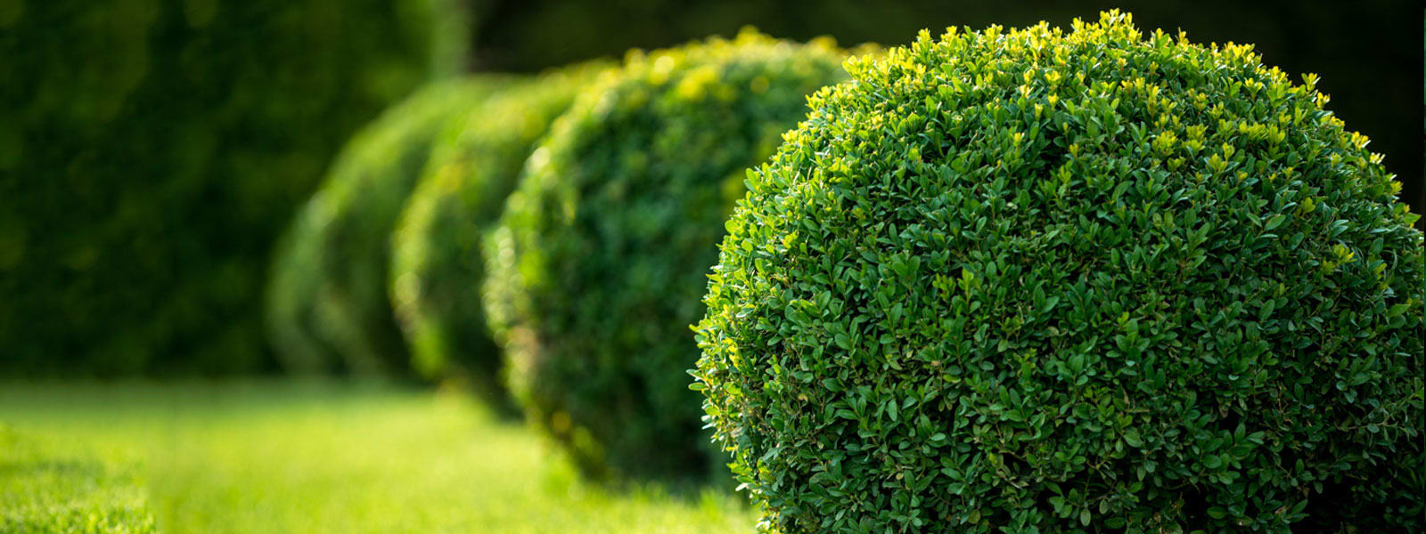 WINSTEAD LANDSCAPE SERVICES LLC cover