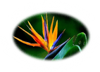 Ms. Elsie'S Caribbean Bed & Breakfast Inn logo