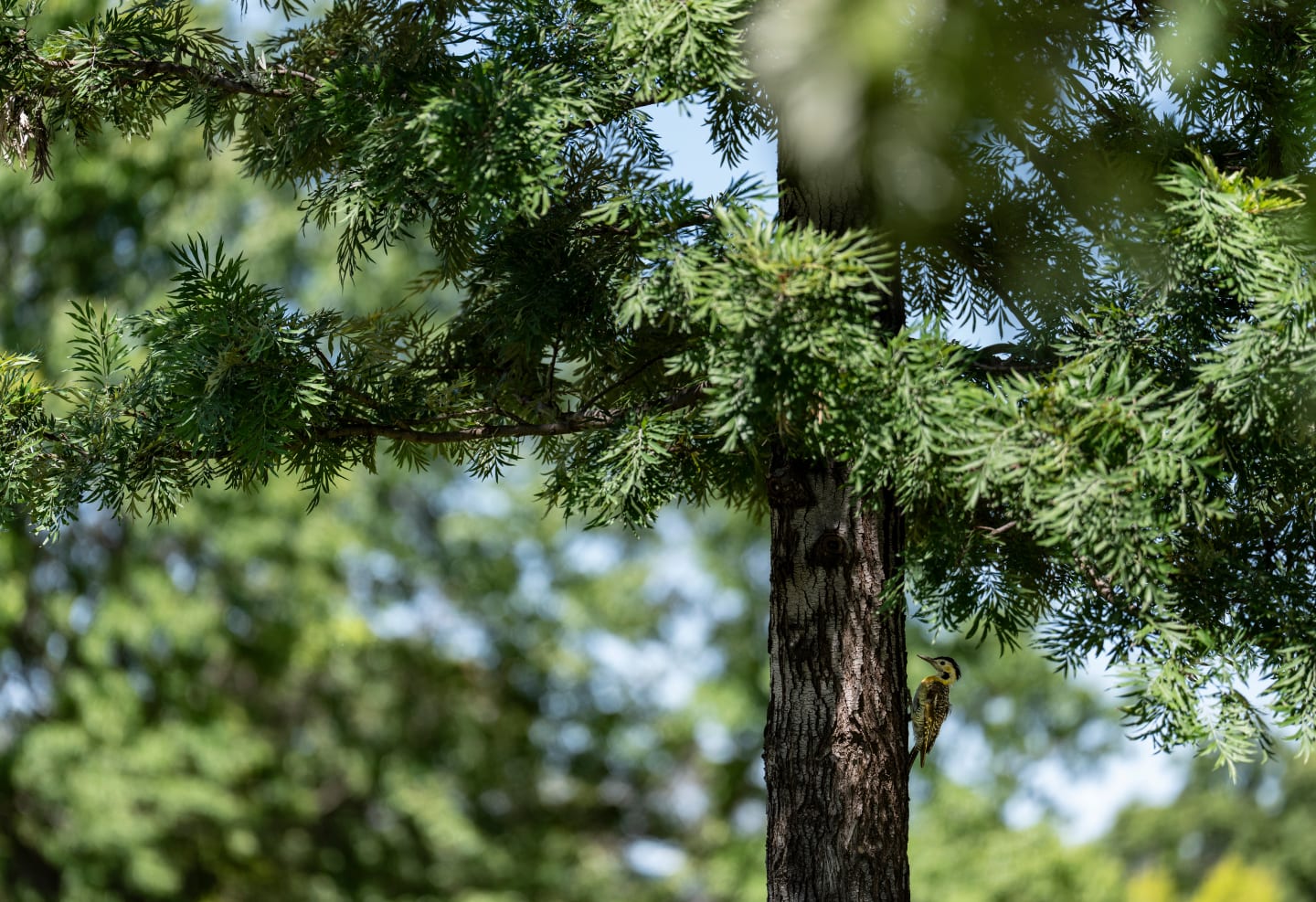 Bird_on_Tree_0.75x_xkga0i