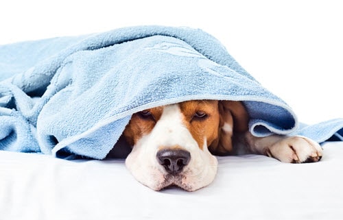WHEN YOUR PET HAS ALLERGIES Double J Dog Grooming