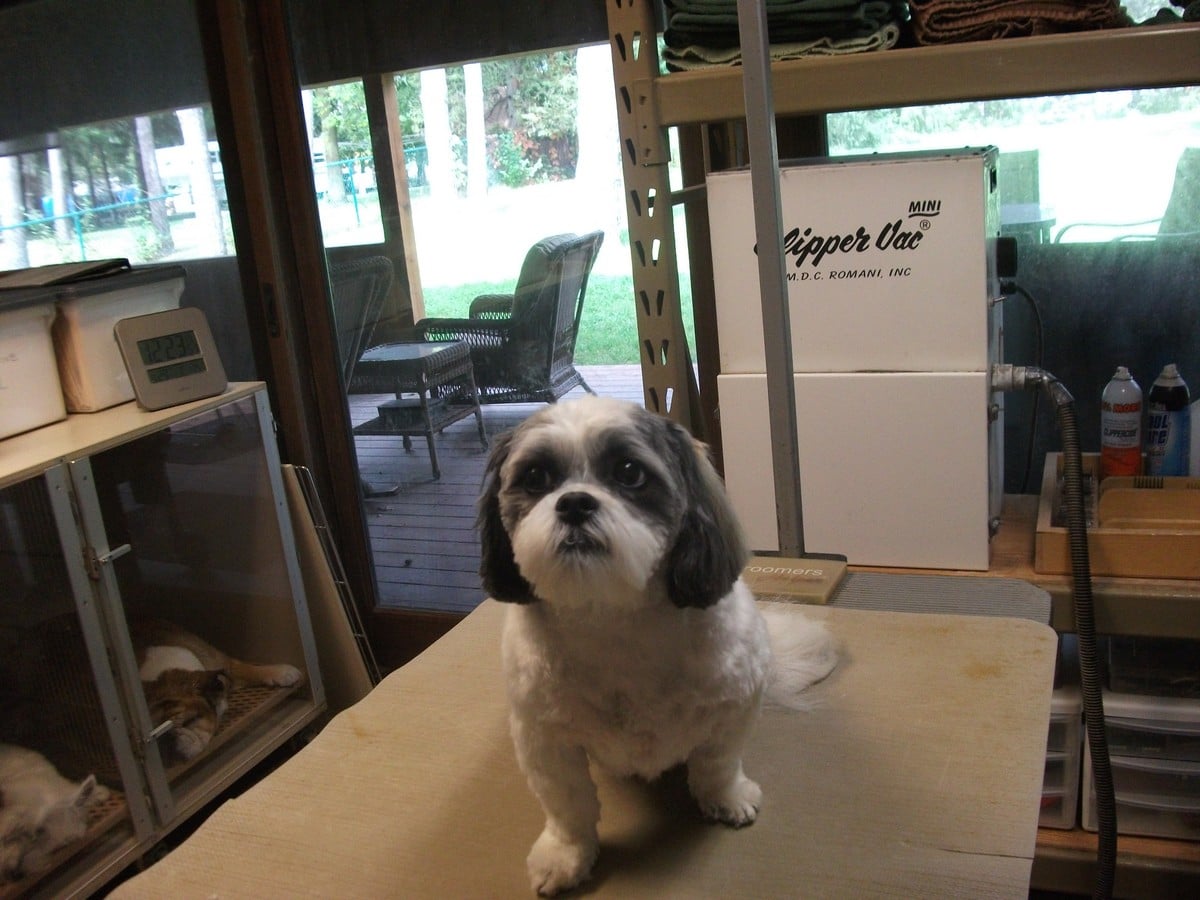 Tail Waggin' Gallery Double J Dog Grooming