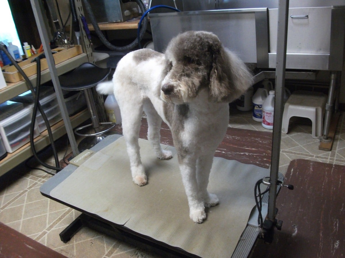 Tail Waggin' Gallery Double J Dog Grooming