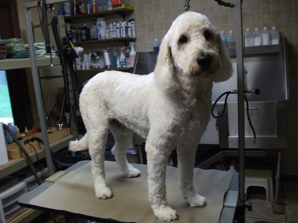 Tail Waggin' Gallery Double J Dog Grooming