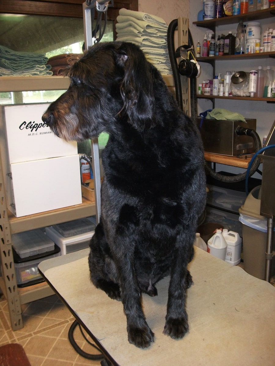 Tail Waggin' Gallery Double J Dog Grooming
