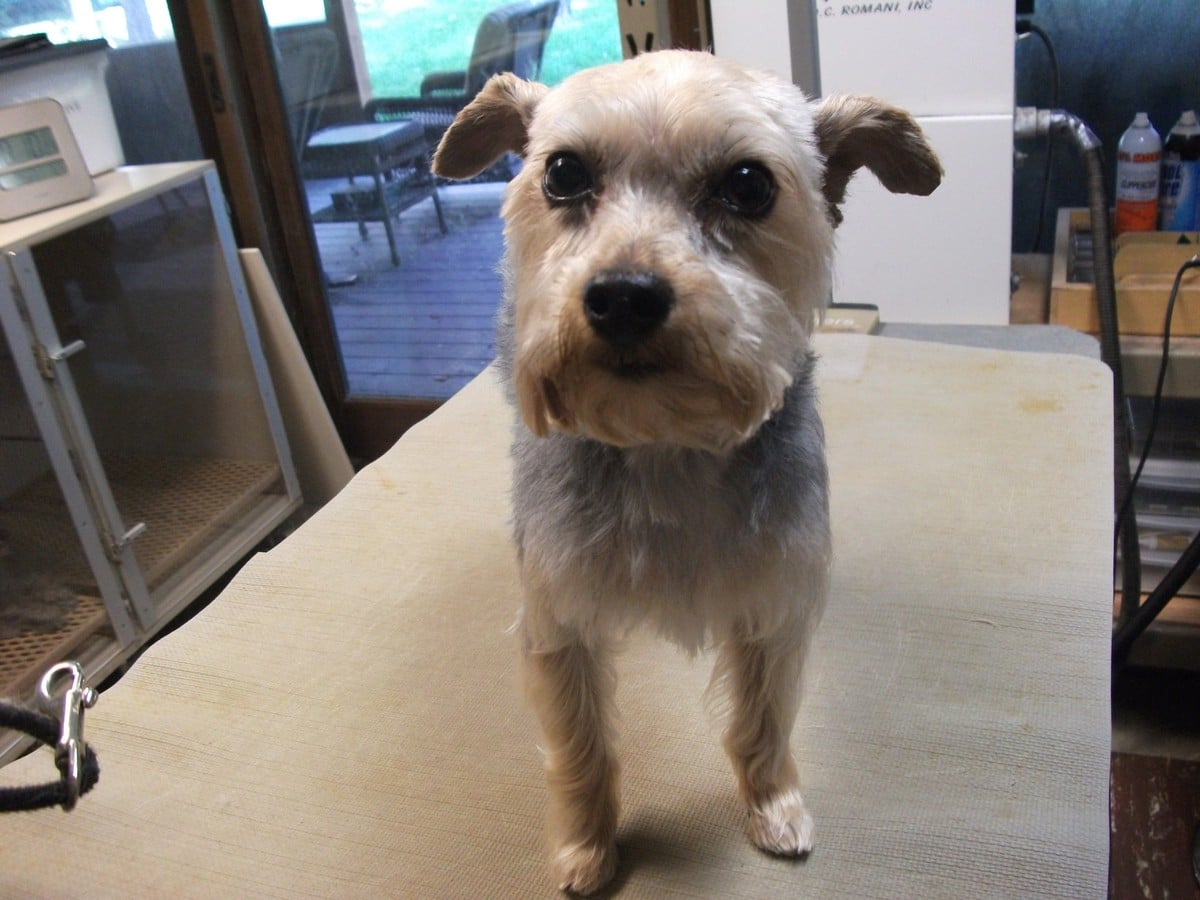 Tail Waggin' Gallery Double J Dog Grooming