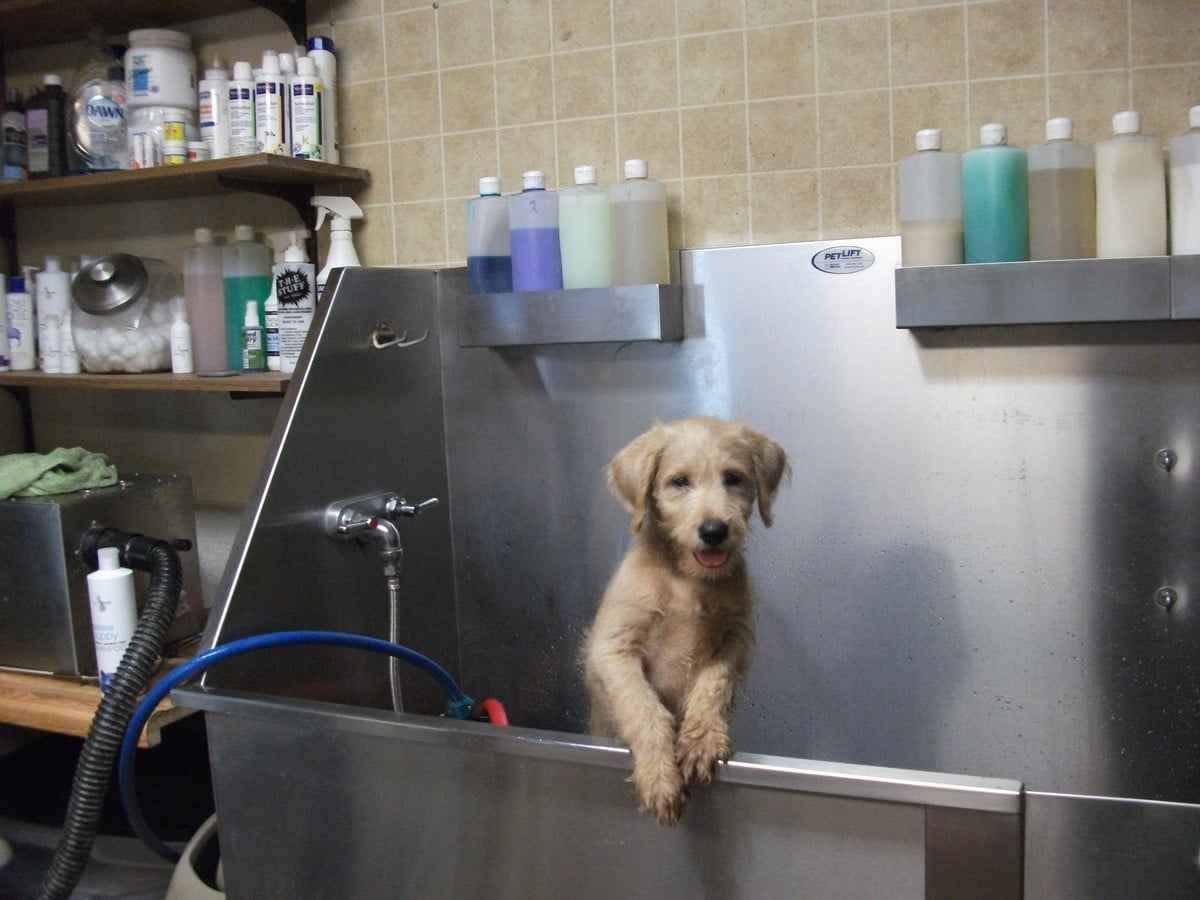 Tail Waggin' Gallery Double J Dog Grooming