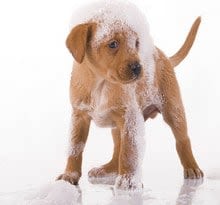 dog-grooming-bathing-service