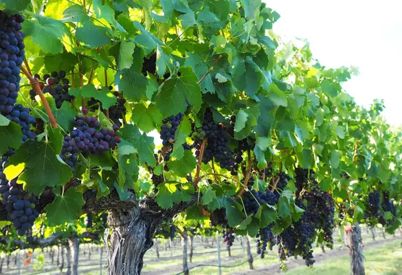 Red Wine Grapes - Savina Lane Wines