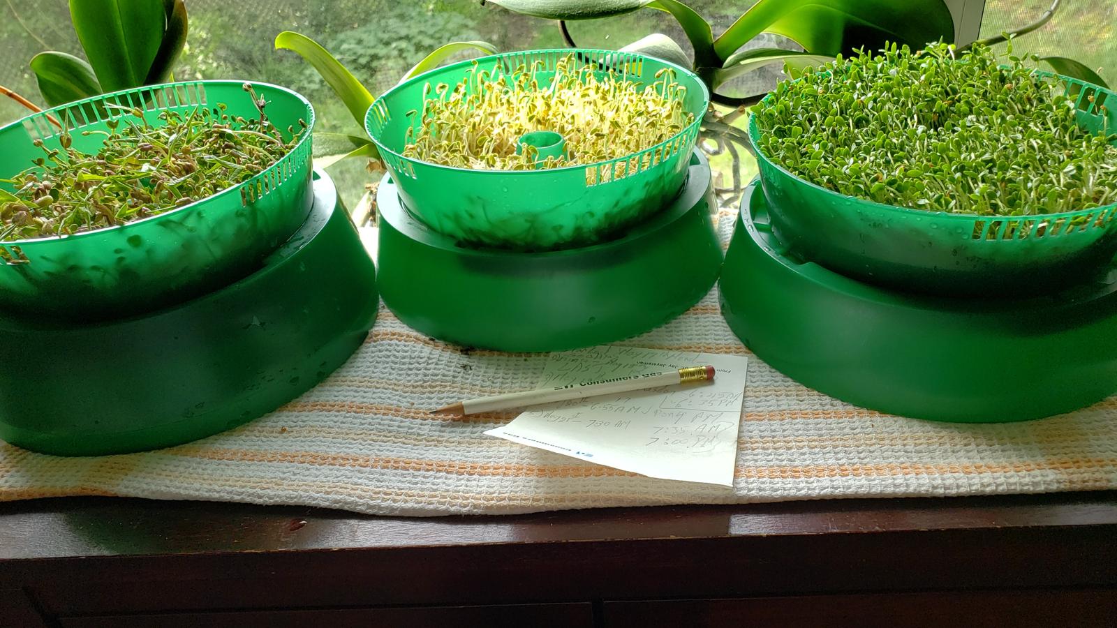 Home Grown Sprouts 2