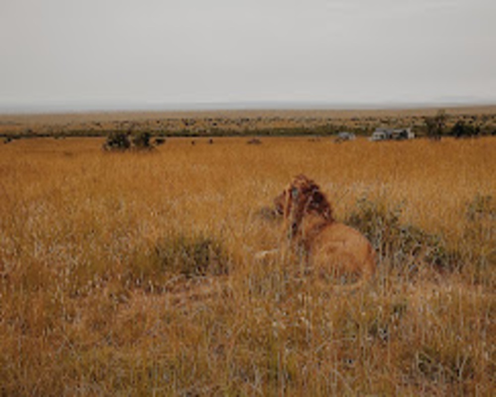 4 DAYS 3 NIGHTS MASAI MARA ROAD PACKAGE