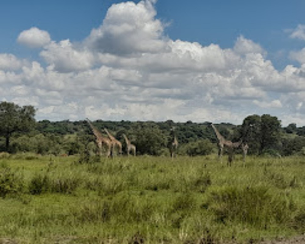 5 DAYS 4 NIGHTS SAFARI ROAD PACKAGE