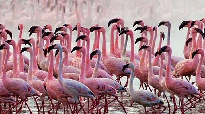 7 days to nakuru