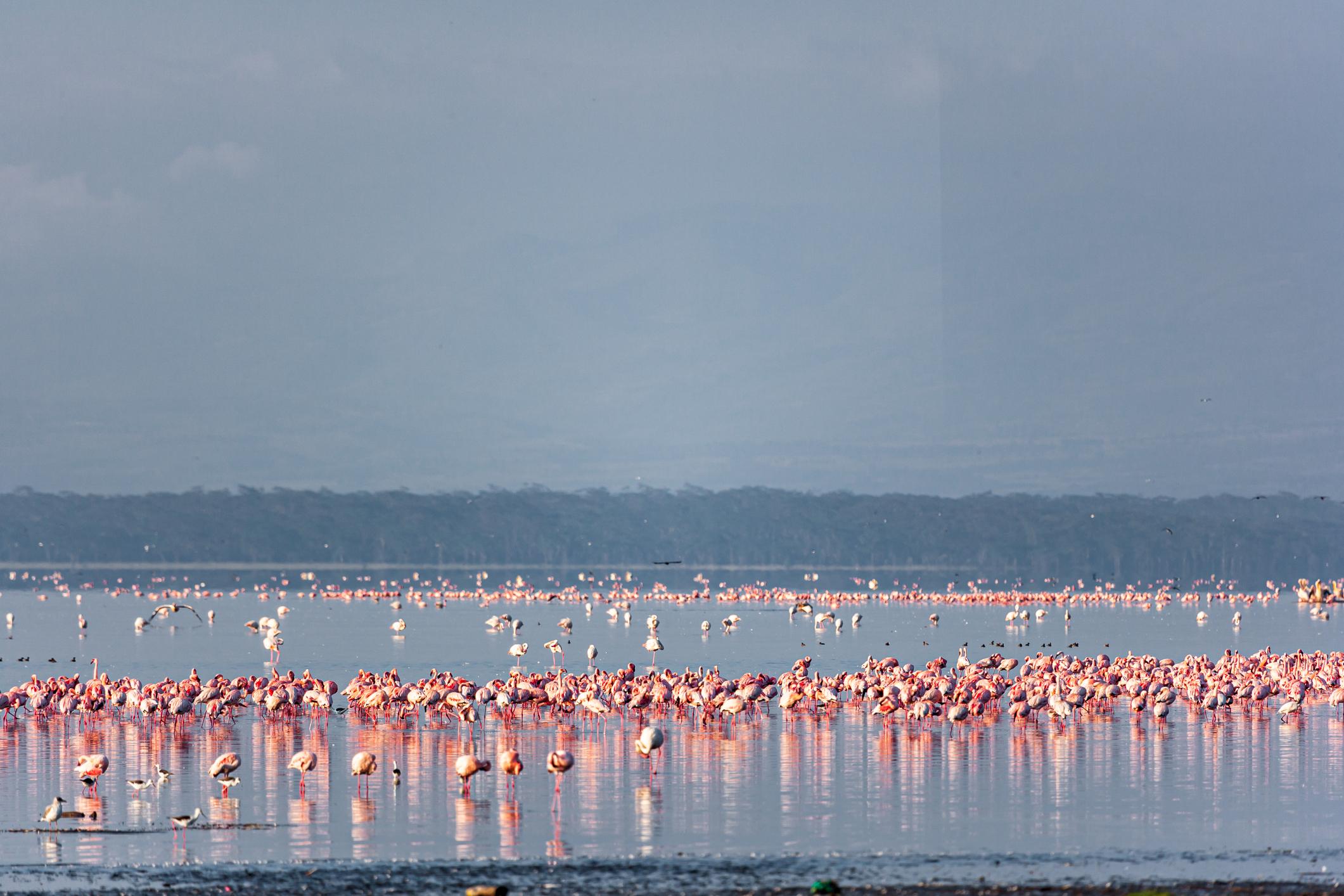 Lake Nakuru National Park, Kenya